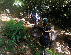 4D3N Mulu Show Caves + Pinnacles